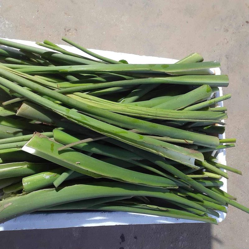 고북면공심채 농인님의 장터 판매 상품 [쪽파] 첨부 사진