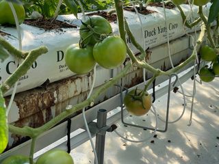 그린애농장님의 토마토 · 수확 작성글 사진