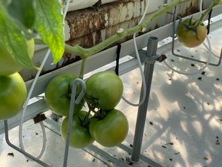 그린애농장님의 토마토 · 수확 작성글 사진