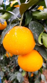 팜모닝 귤·일상 게시글 이미지