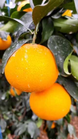 김미령님의 귤 · 일상 작성글 사진