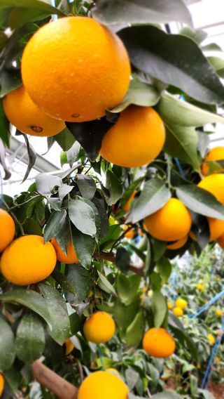 김미령님의 귤 · 일상 작성글 사진