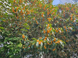 심은님의 사과 · 일상 작성글 사진