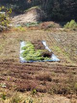 팜모닝 들깨·영농일지 게시글 이미지