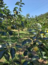 팜모닝 감·자유게시판 게시글 이미지