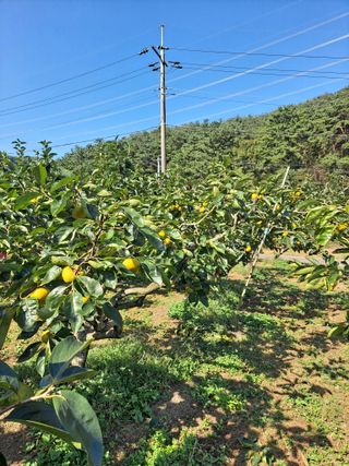 농촌사랑님의 감 · 자유게시판 작성글 사진