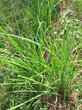 농촌사랑님의 감 · 자유게시판 작성글 사진
