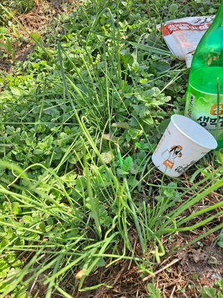 농촌사랑님의 감 · 자유게시판 작성글 사진