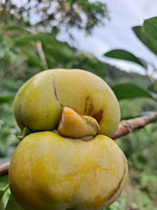 농촌사랑님의 감 · 자유게시판 작성글 사진