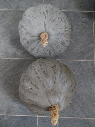 대부도하비님의 자유주제 · 자유게시판 작성글 사진