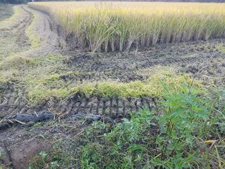 새싹농장님의 벼 · 영농일지 작성글 사진