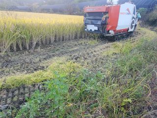 새싹농장님의 벼 · 영농일지 작성글 사진