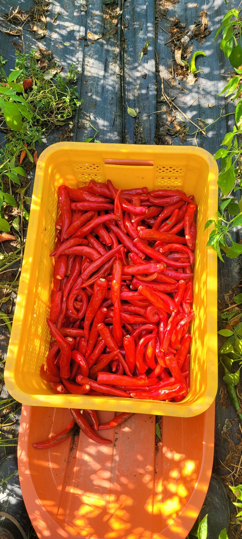 이동훈님의 장터 판매 상품 [고추가루] 첨부 사진