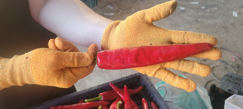 이동훈님의 장터 판매 상품 [고추가루] 첨부 사진