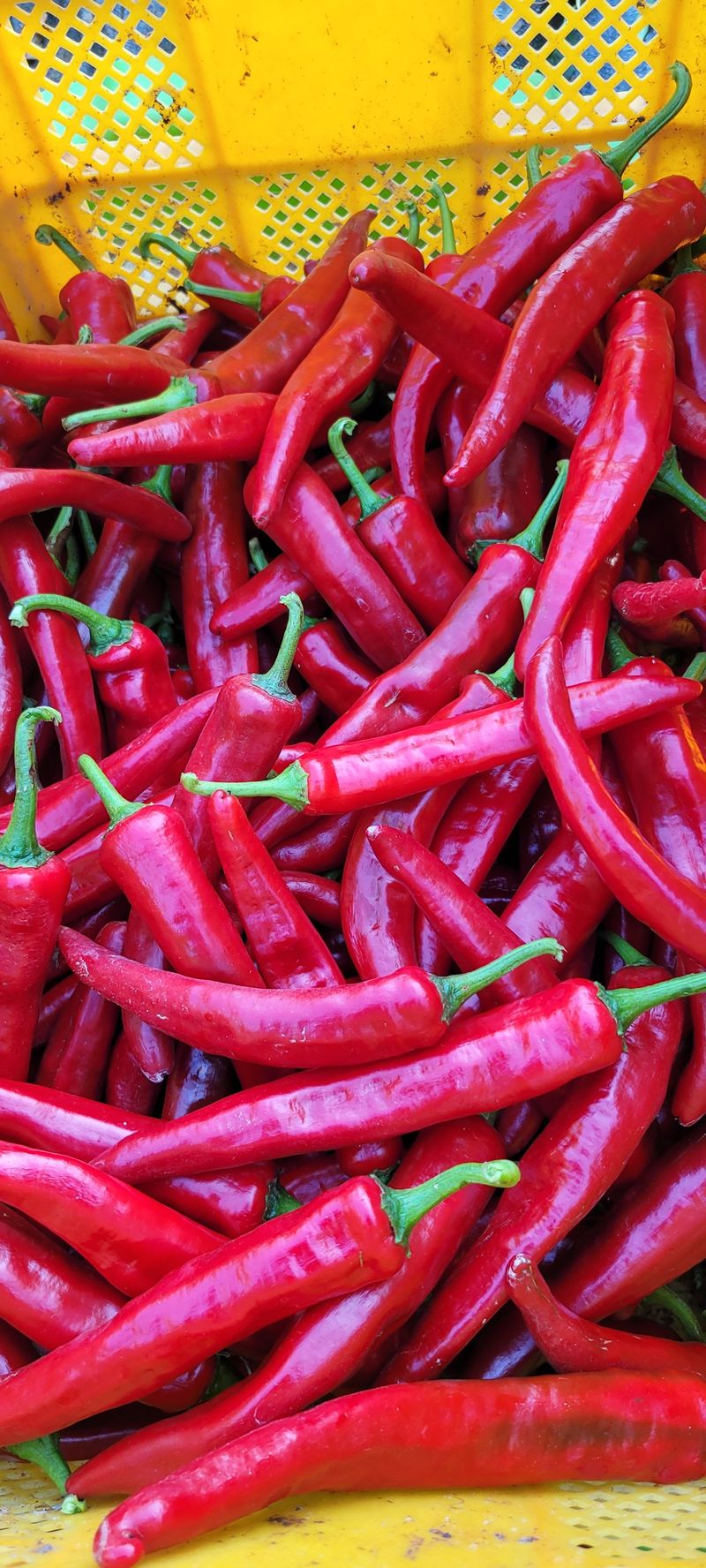 이동훈님의 장터 판매 상품 [고추가루] 첨부 사진