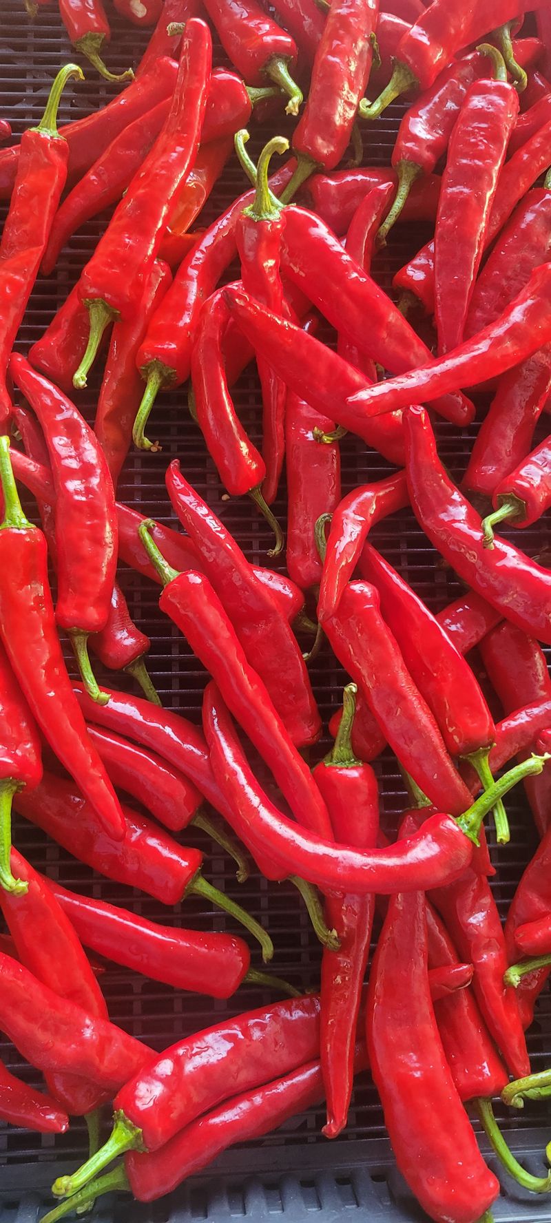 이동훈님의 장터 판매 상품 [고추가루] 첨부 사진