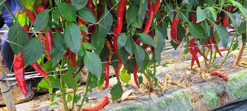 이동훈님의 장터 판매 상품 [고추가루] 첨부 사진