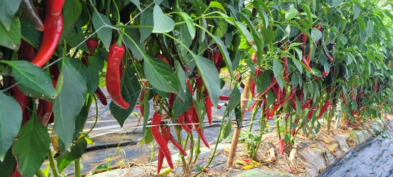 이동훈님의 장터 판매 상품 [고추가루] 첨부 사진