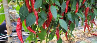 이동훈님의 작성글 사진