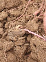 팜모닝 고구마·자유게시판 게시글 이미지