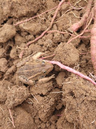 _고성농장님의 고구마 · 자유게시판 작성글 사진