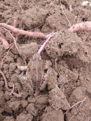 _고성농장님의 고구마 · 자유게시판 작성글 사진