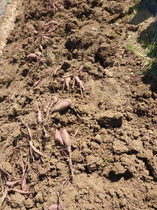 _고성농장님의 고구마 · 자유게시판 작성글 사진