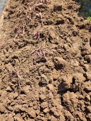 _고성농장님의 고구마 · 자유게시판 작성글 사진