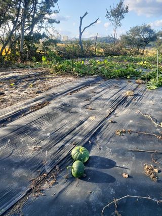 민들레 수연님의 벼 · 영농일지 작성글 사진