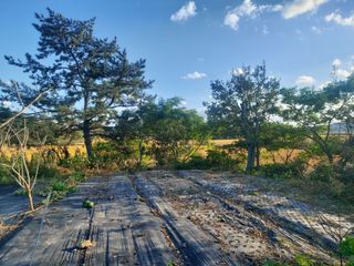 민들레 수연님의 벼 · 영농일지 작성글 사진