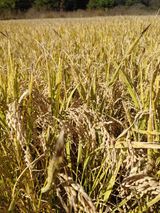 팜모닝 벼·자유게시판 게시글 이미지