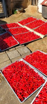 팜모닝 고추·일상 게시글 이미지