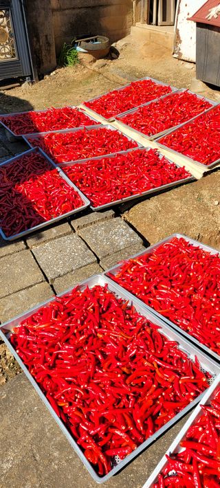 박영준님의 고추 · 일상 작성글 사진