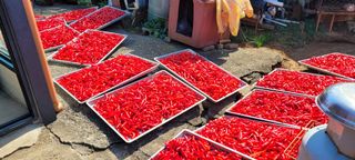 박영준님의 고추 · 일상 작성글 사진