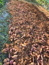 팜모닝 자유주제·자유게시판 게시글 이미지