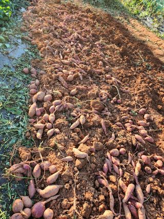 진곡댁님의 자유주제 · 자유게시판 작성글 사진