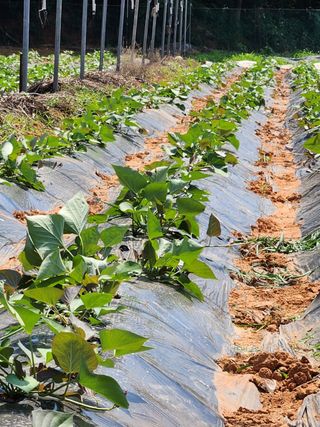진곡댁님의 자유주제 · 자유게시판 작성글 사진