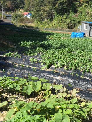 김나령님의 배추 · 품종•종자 작성글 사진