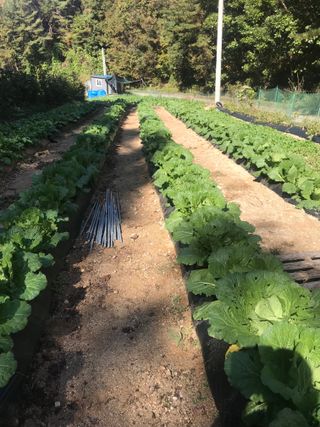 김나령님의 배추 · 품종•종자 작성글 사진