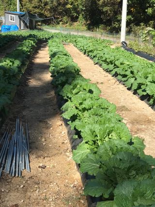 김나령님의 배추 · 품종•종자 작성글 사진