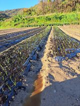 팜모닝 자유주제·자유게시판 게시글 이미지