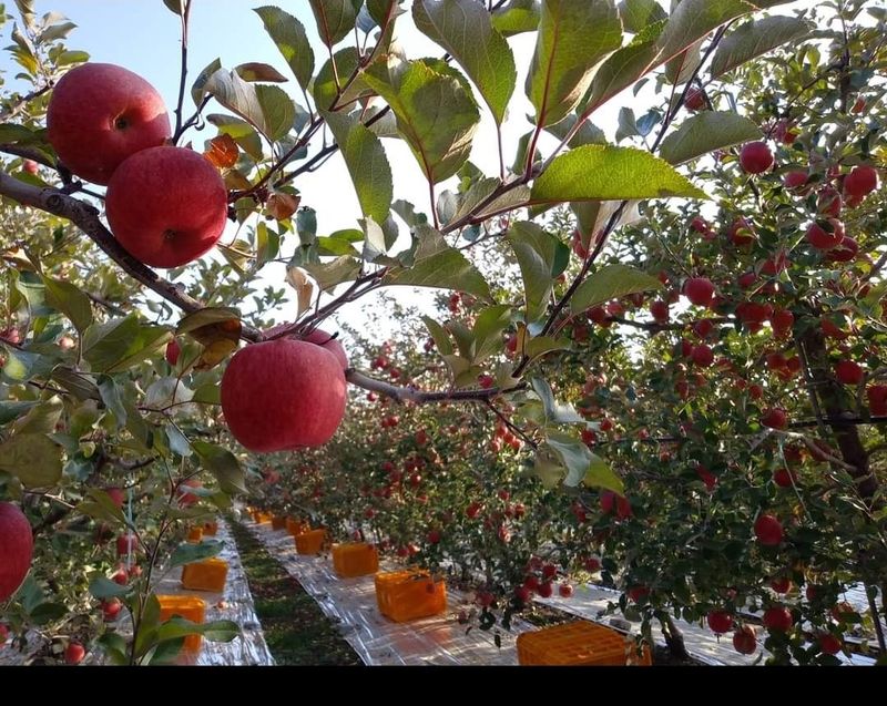 장터 상품 [[산지직송/가정용] 안동숲등농장 부사] 썸네일