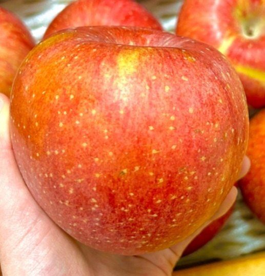 숲등농장 달밭사과님의 장터 판매 상품 [[산지직송/가정용] 안동숲등농장 부사] 첨부 사진