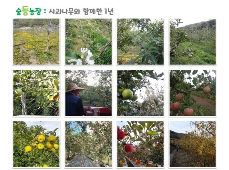숲등농장 달밭사과님의 장터 판매 상품 [[산지직송/가정용] 안동숲등농장 부사] 첨부 사진