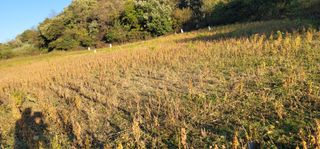 신승철님의 콩 · 영농일지 작성글 사진