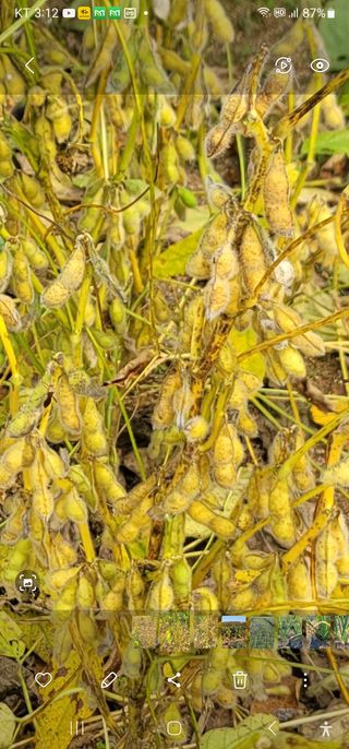 신승철님의 콩 · 영농일지 작성글 사진