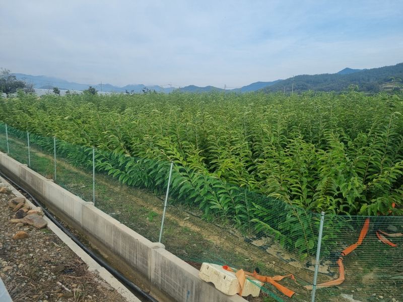 일심묘목농원님의 장터 판매 상품 [밤나무 대보 접목1년생 묘목] 첨부 사진