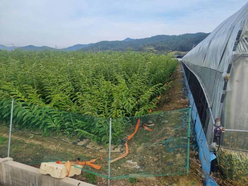 일심묘목농원님의 장터 판매 상품 [밤나무 대보 접목1년생 묘목] 첨부 사진