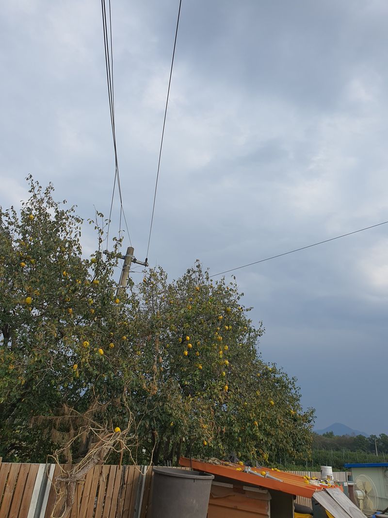 장터 상품 [백년모과] 썸네일