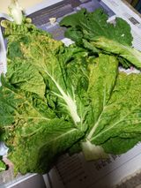 팜모닝 배추·병해충상담 게시글 이미지